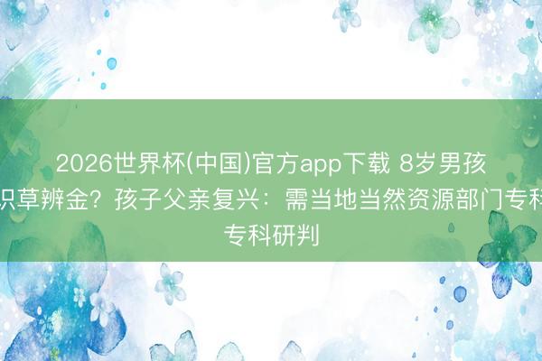 2026世界杯(中国)官方app下载 8岁男孩旷野识草辨金？孩子父亲复兴：需当地当然资源部门专科研判